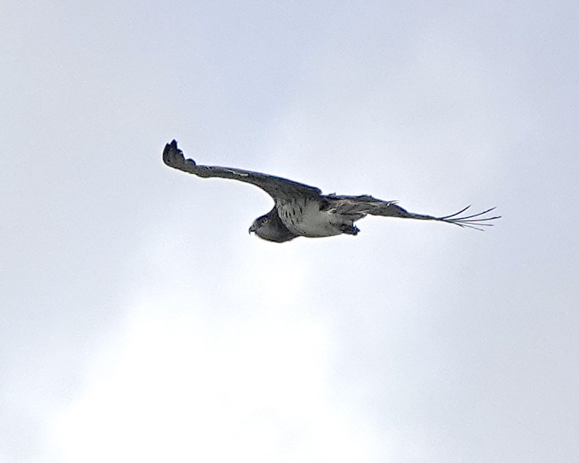 short-toed eagle
